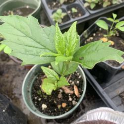 Parijat/ Haraingar/ Suili/ Coral jasmine Seedlings 