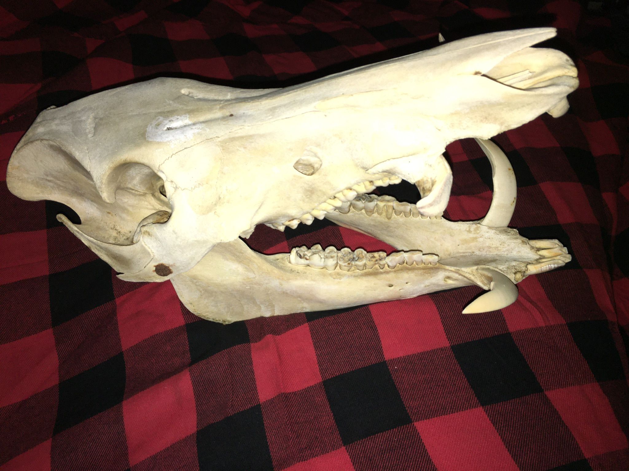 Bushhog Skull.