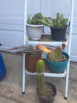 Cactus