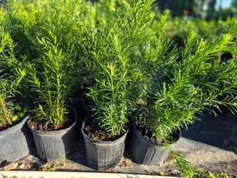 PODOCARPUS 3GALLONS