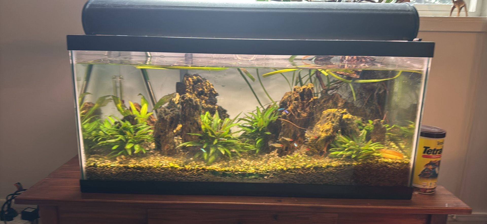 40 gallon fish tank
