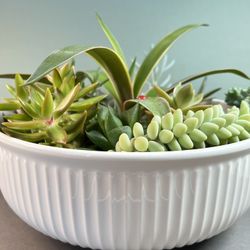 Succulent Collection. Sammamish, Beaver Lake 