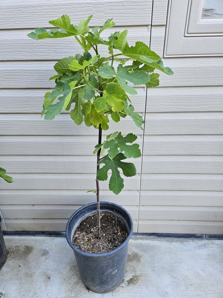 Green Fruit Fig Plant In  3 Gallon Pot 