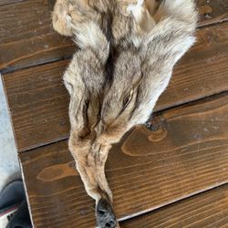 Fox Fur 