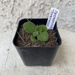 2 Inch Pot Succulent Plant - Plectranthus tomentosa - Vicks Plant - Rooted & Established - Drought Resistant 🪴 Perfect Baby Bridal Shower Favors 