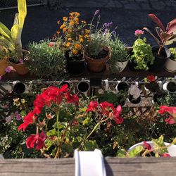 Plants For Sale