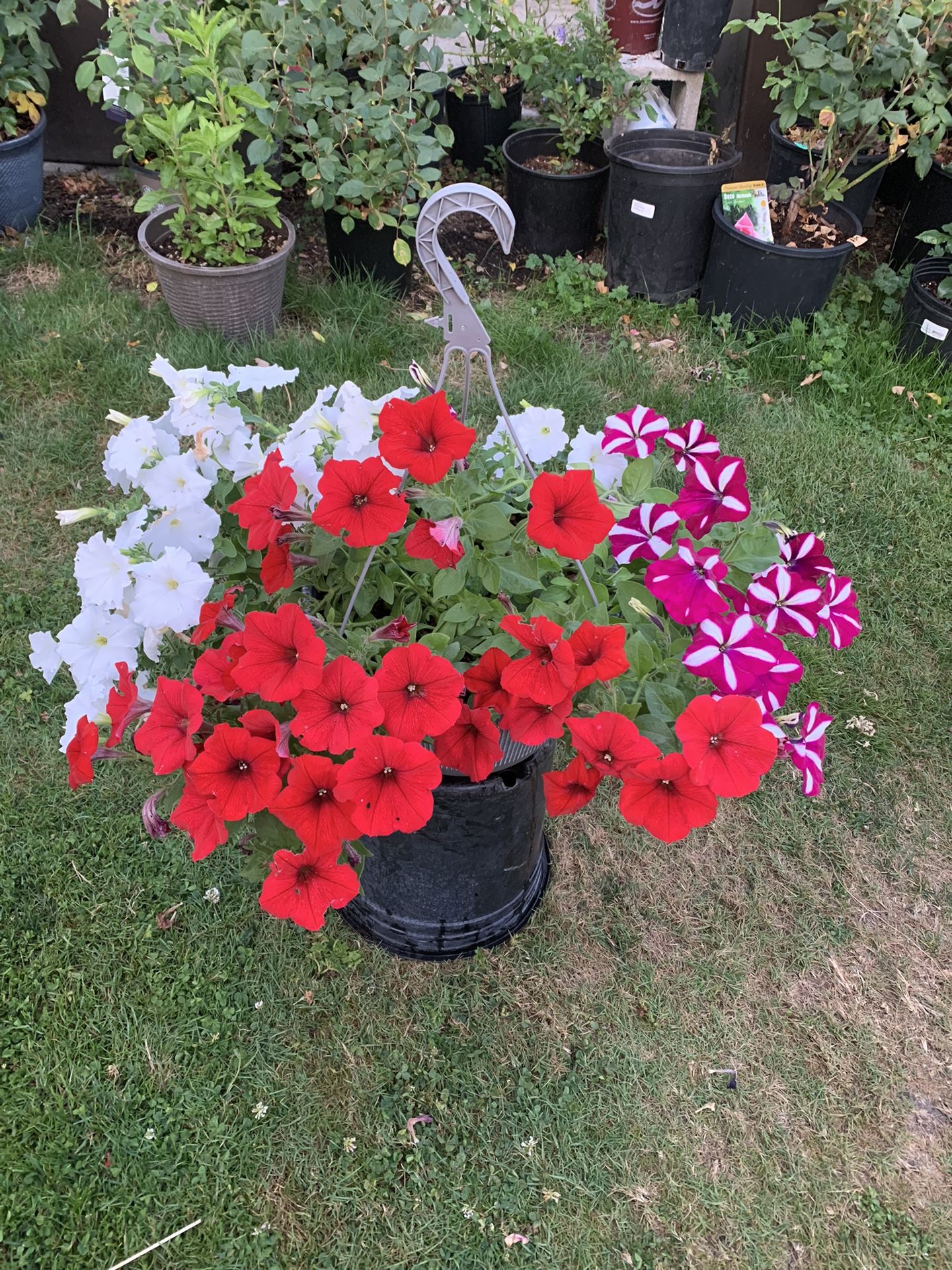 Outdoor Plant