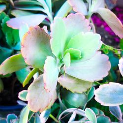 Kalanchoe Fedtschenkoi Variegated Lavender Scallops Succulents 🪷🌿