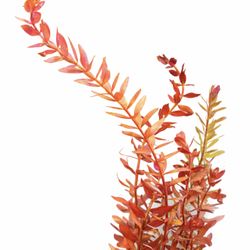 Rotala rotundifolia red/pink 