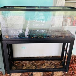 Fish Tank - Pecera