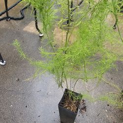 3 Year Old Asparagus Plants