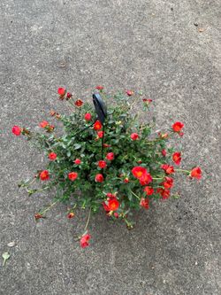 Red purslane plant