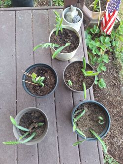 Fragon fruit plants