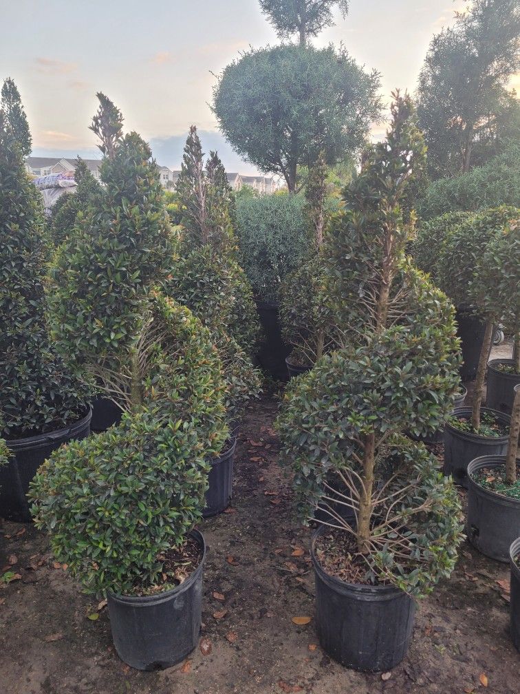 Topiaries 