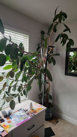 Large Rubber Tree Plant (Ficus Elastica)