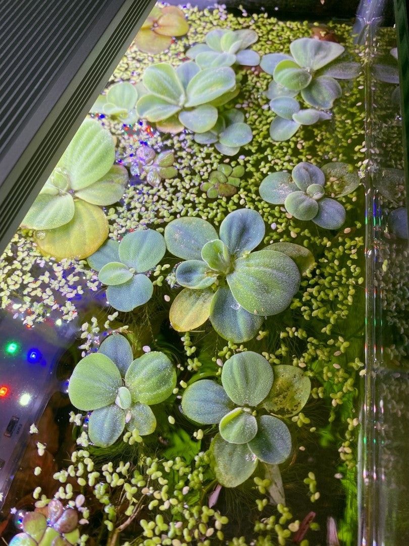 dwarf water lettuce