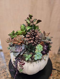 Large White Succulent Pumpkin Centerpiece