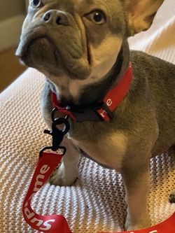 collar and leash
