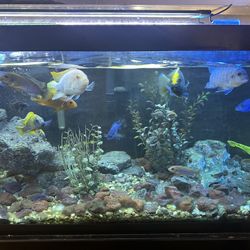 75 Gallon Fish Tank With Decor And Stand