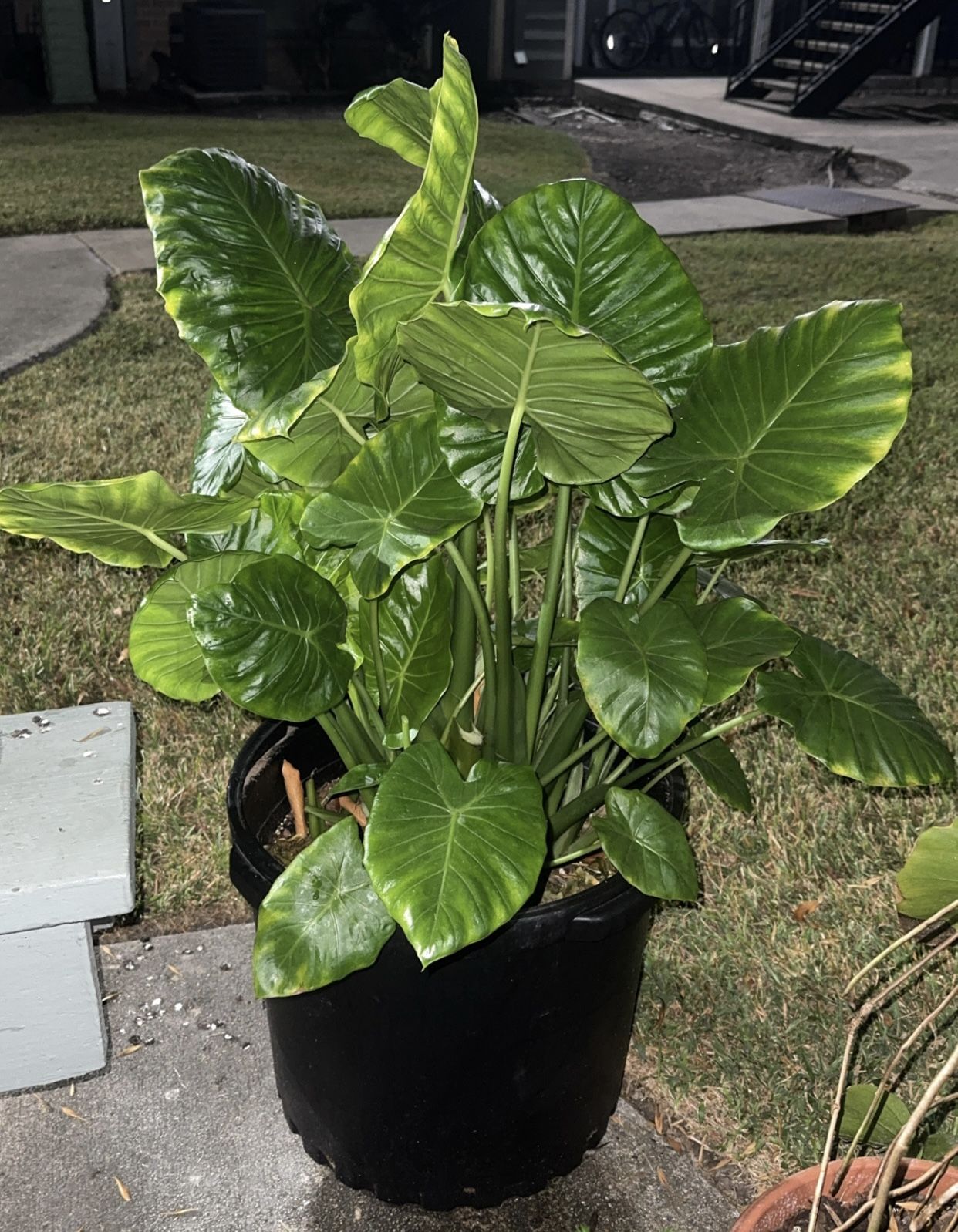 15 Gallon Elephant Ears Obo