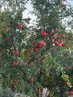 Pomegranate for Sale almost gone!!