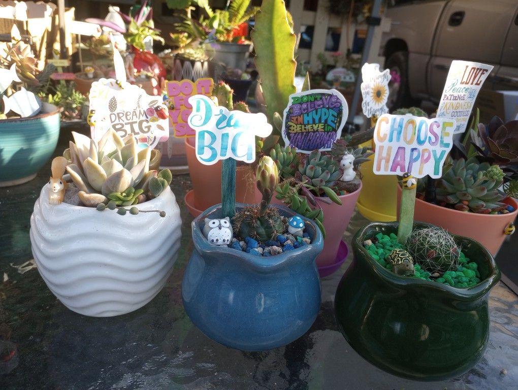 Succulents And Cactus 