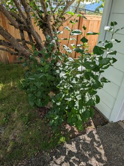 Lilac tree shoots/suckers