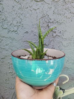 Succulent Garden