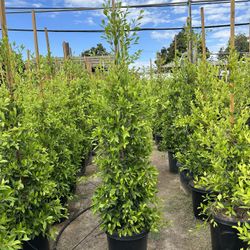 Ficus Nitida Indian Laurel Privacy Hedge