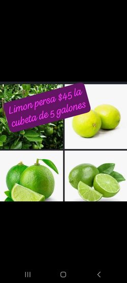 Fresh Persian Limes – 5 Gallon Bucket