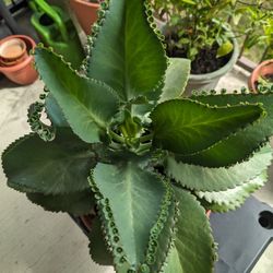 mother of thousands (Kalanchoe daigremontiana)