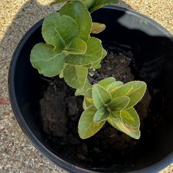 Nice Golden Euonymus evergreen shrub low maintenance