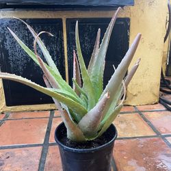 Nice Succulent/ Aloe / Cactus  In 2 Gallon  Pot