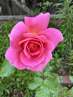 Pink Rose Plant