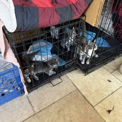 Free kitties
