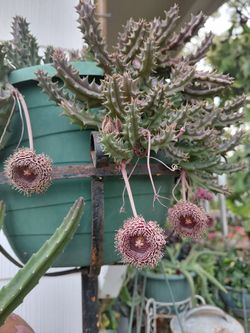 Huernia Hystris Succulent
