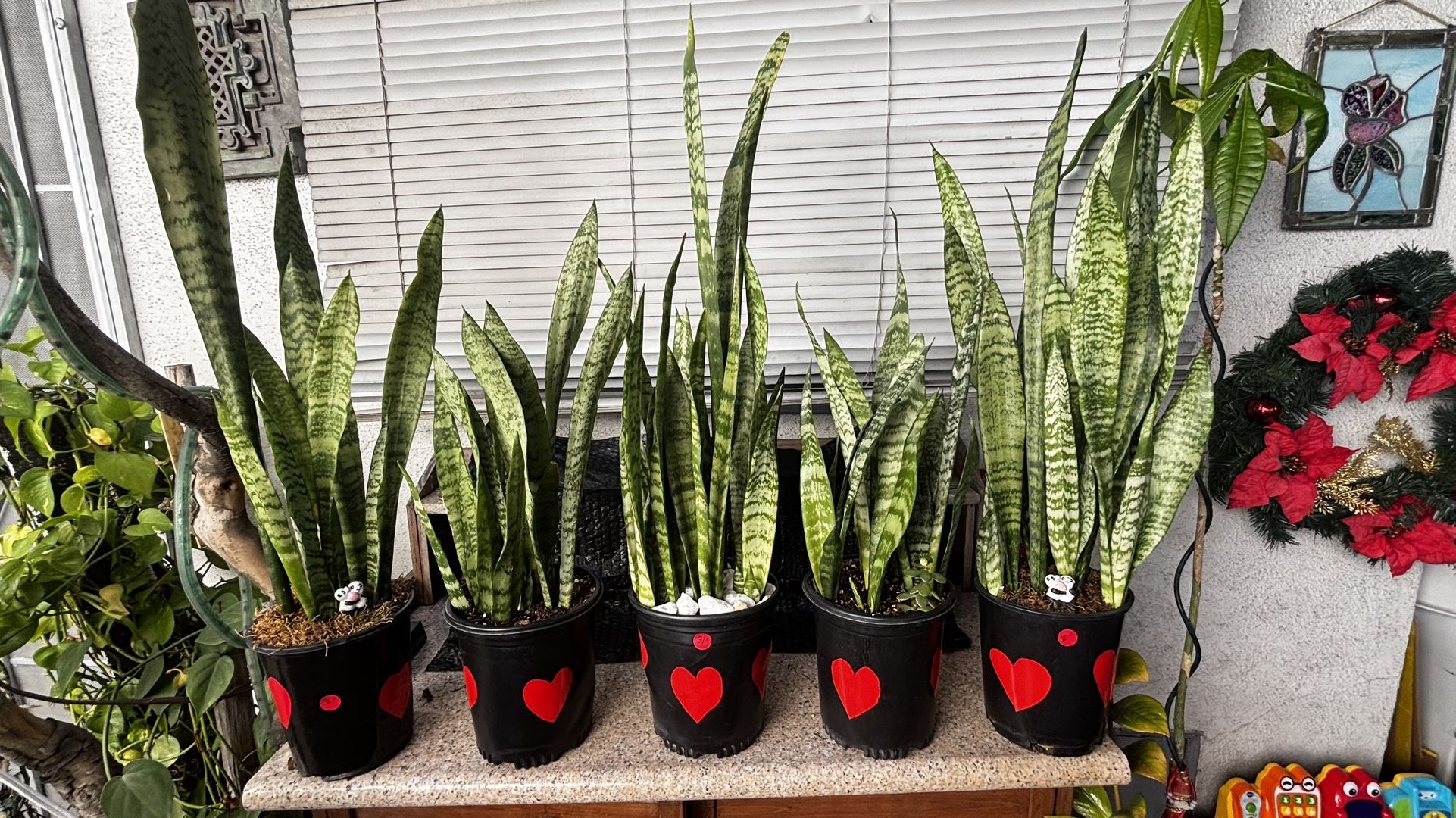 Sansevieria Plants ,Known As Snake Plants Easy To Take Care