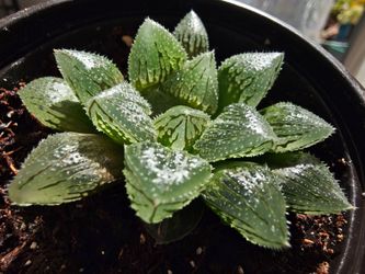 Haworthia ' Magic Thorn ' Plant