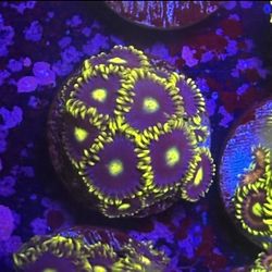 Zoa Colony Display Decor
