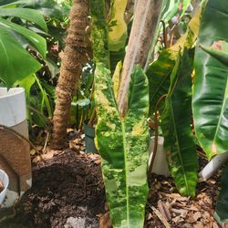 Variegated Philodendron Billitae 