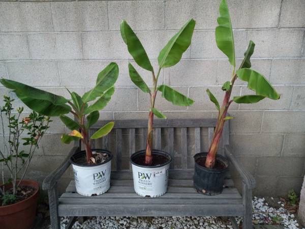 Banana tree