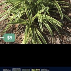 Varigated Liriope  - Purple Flowers