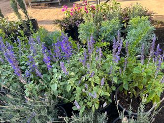 Five gallon pots salvia lavender mandivillia bottle brush 15$ each
