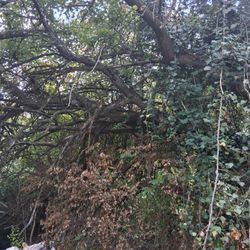 Free Fire Wood If You Cut Down 