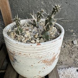 Paper Spines Rare Cactus