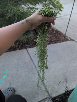 String of tears