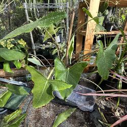 Indoor Outdoor Succulent And Cactus Available $2/$20  