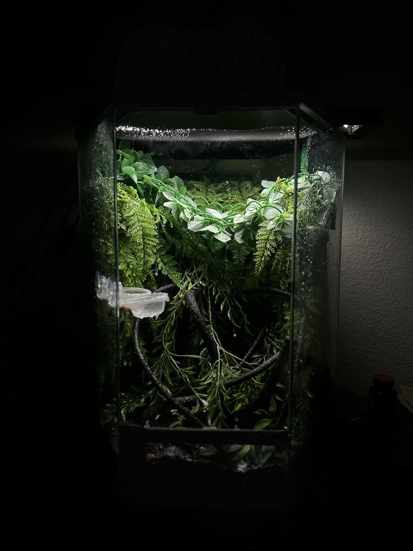 Crested Gecko With Enclosure