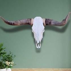 Longhorn Skull Authentic 