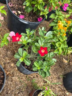 šŗ Red Desert Rose ā Adenium